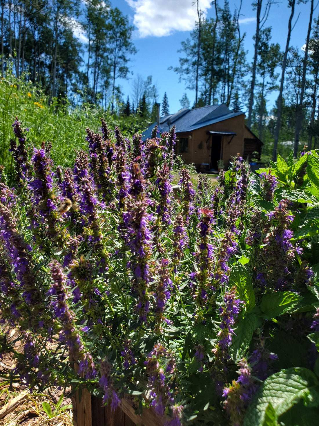Hyssop Monograph - Hyssopus Officinalis
