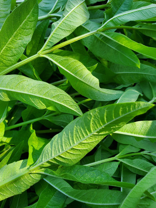 Close up of Lemon Verbena Leaves.