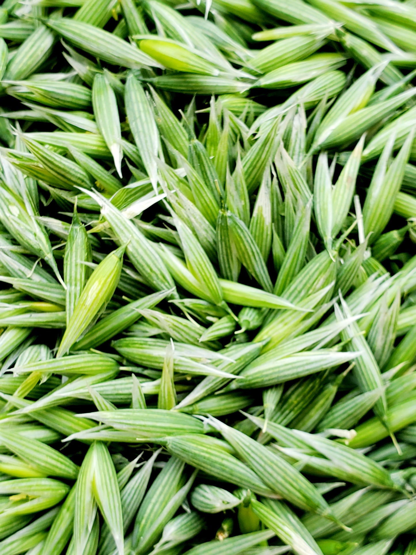 Milky Oat Glycerite