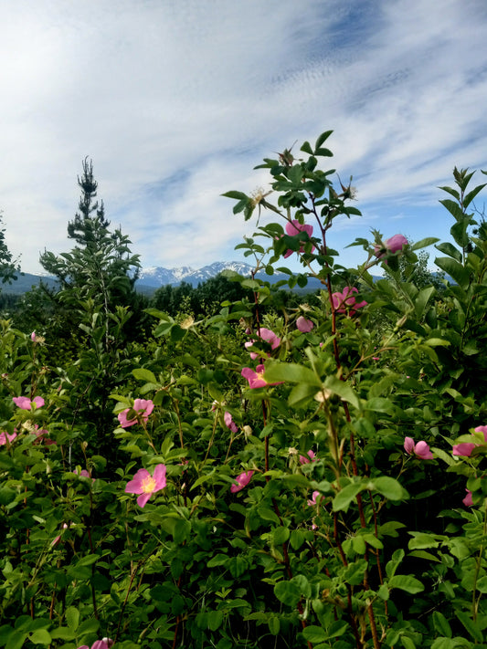 A patch of wild roses with alpine mountain in background