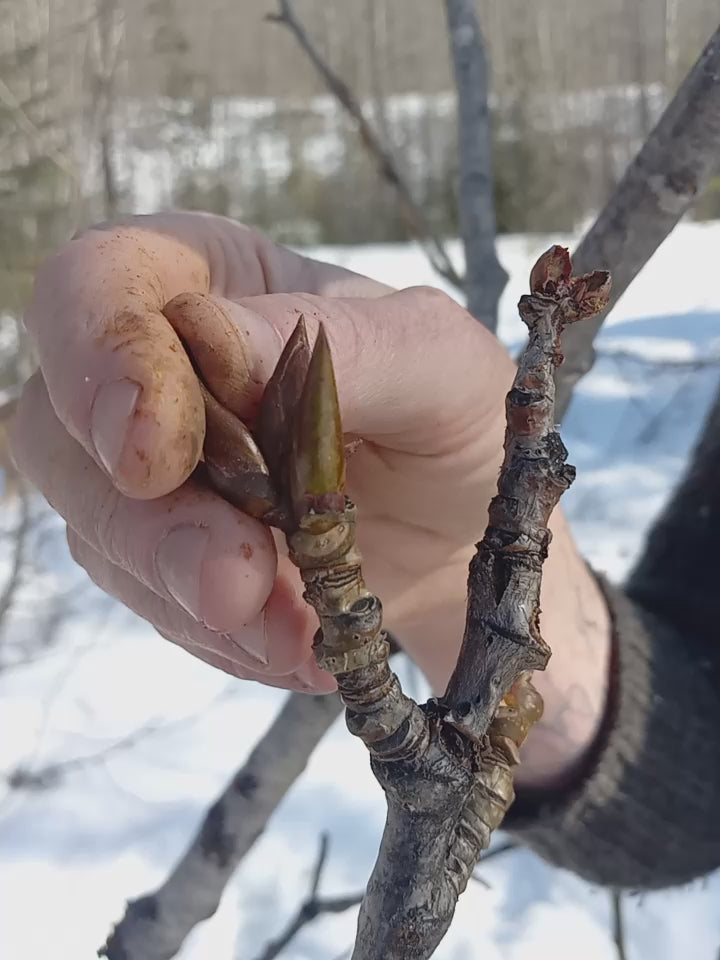 Hands picking fresh Balsam Poplar buds in the winter.