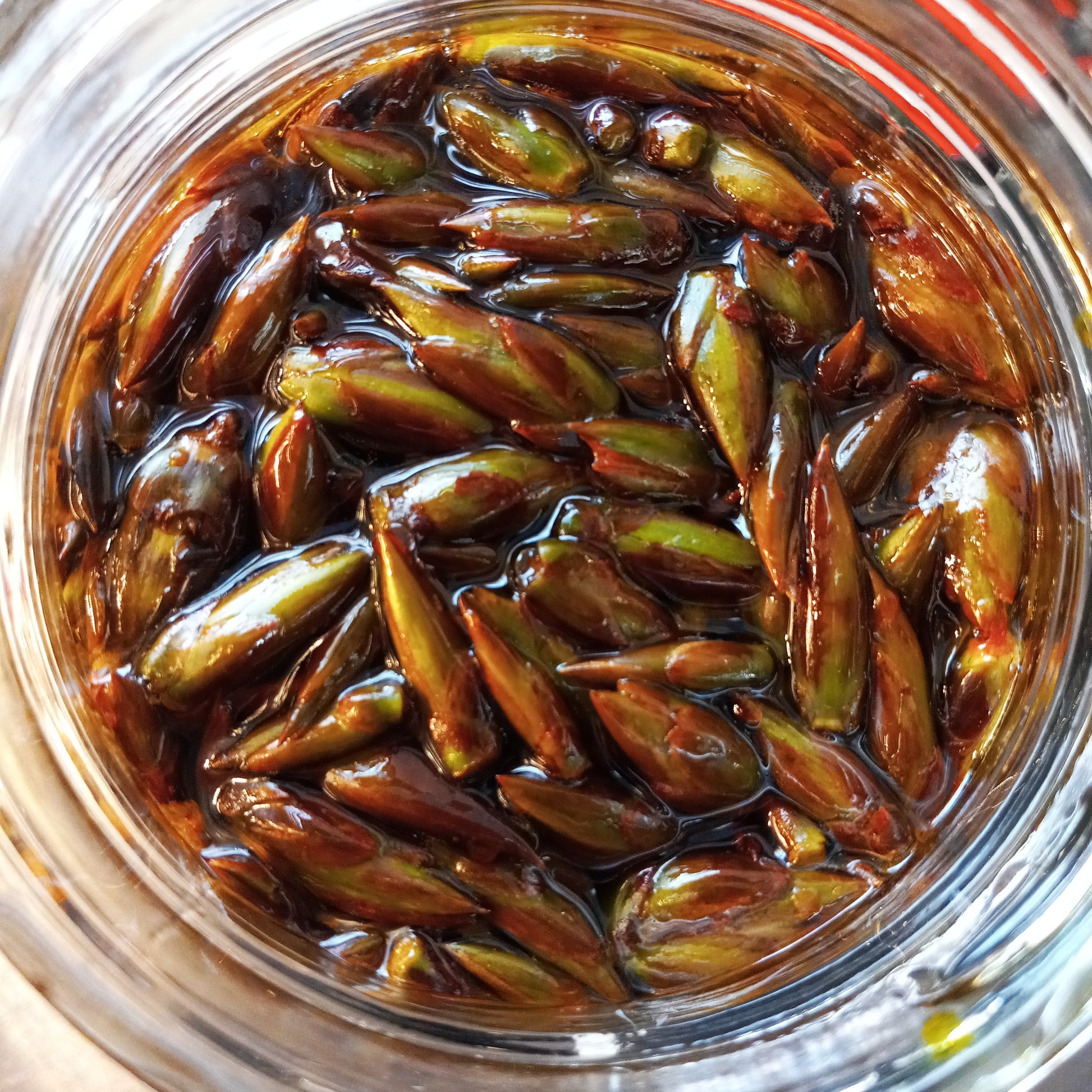 Jar of Balsam Poplar buds soaking in olive oil