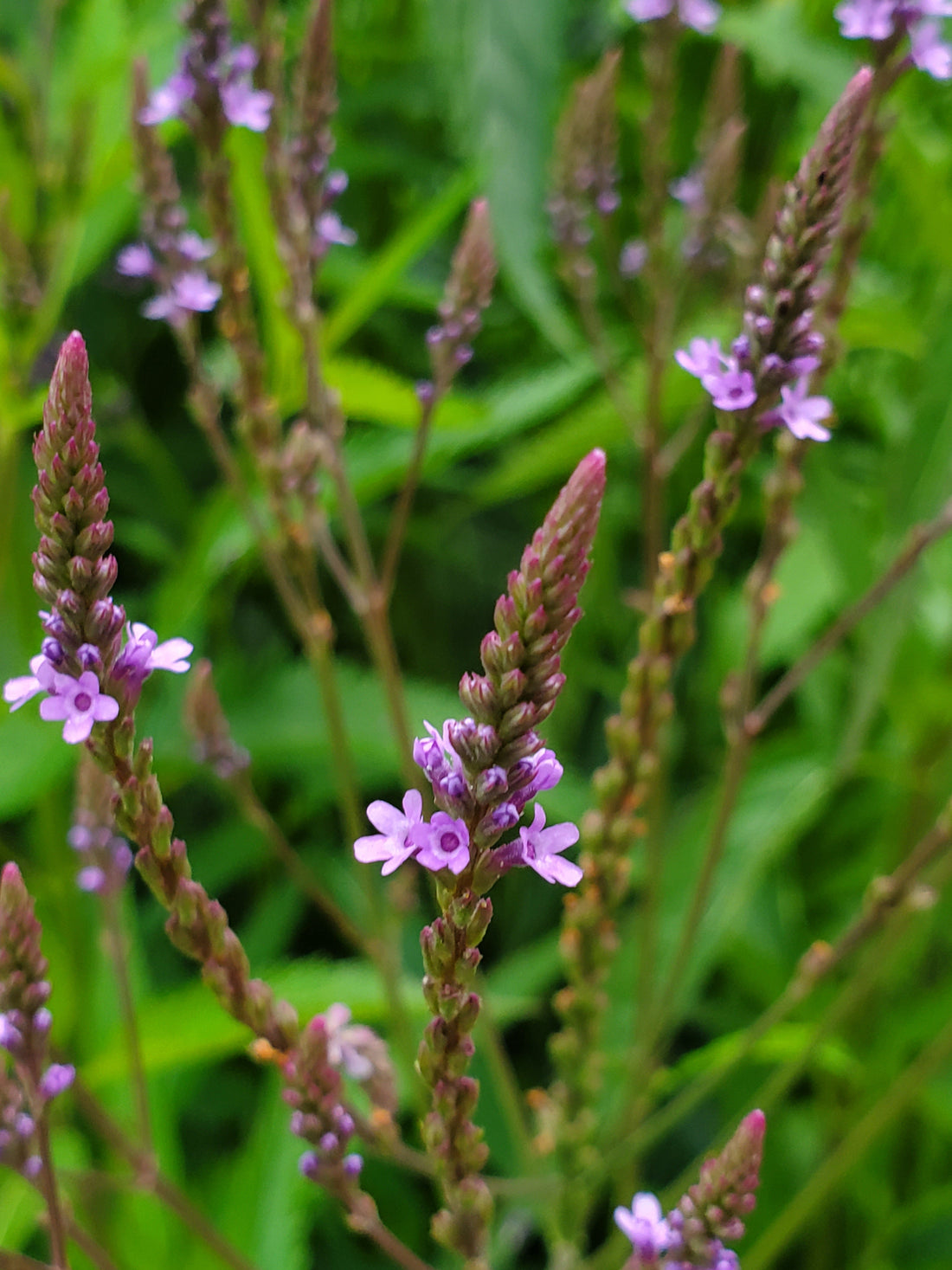 Blue Vervain - Verbena Hastata Monograph