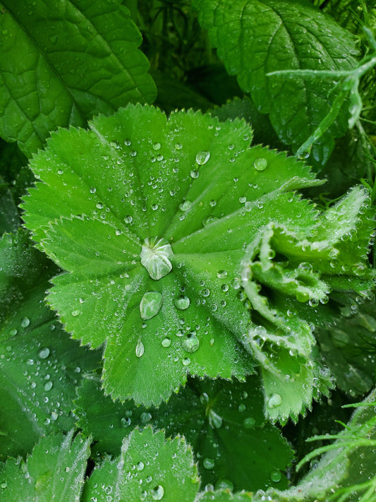 Lady's Mantle Monograph - Alchemilla Vulgaris