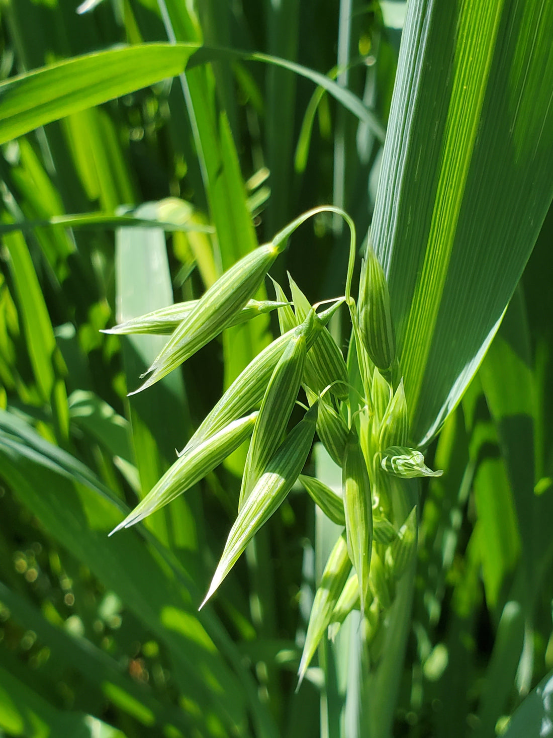 Milky Oat Monograph - Avena Sativa
