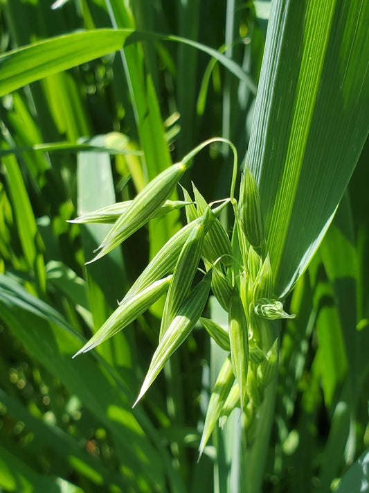 Milky Oat Monograph - Avena Sativa