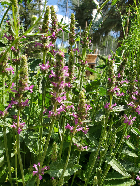 Pink Wood Betony flowers with blue sky behind