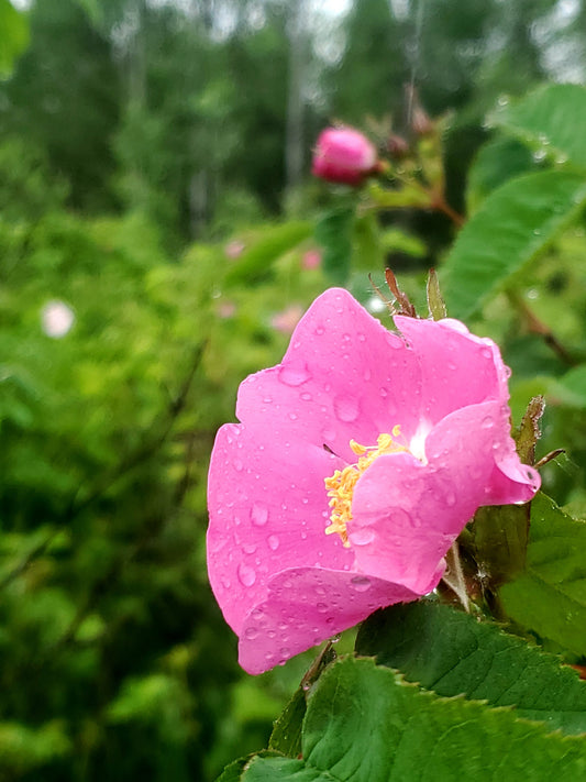 Wild Rose Monograph - Rosa Acicularis