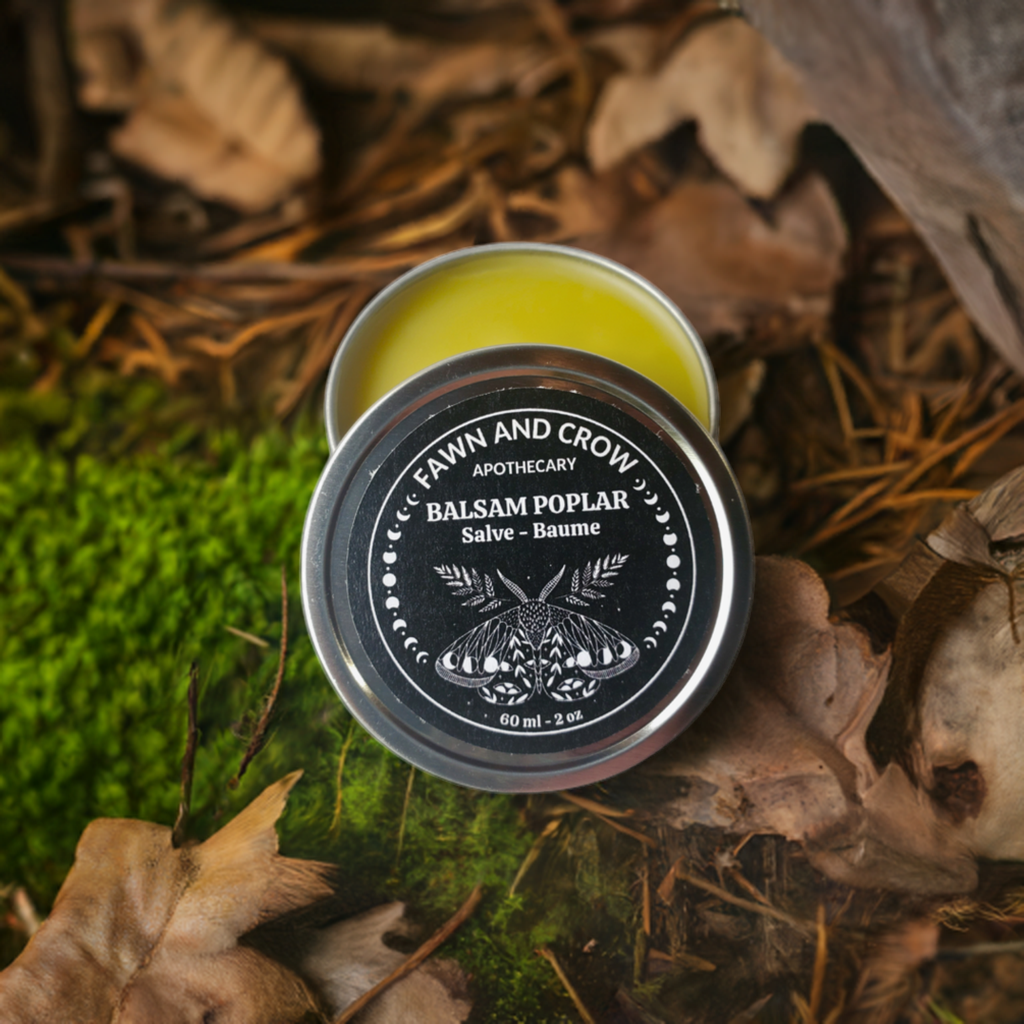 balsam poplar salve in silver tin on forest floor