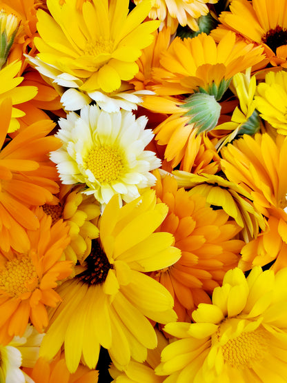 Close-up of yellow, orange and cream colored Calendula flowers
