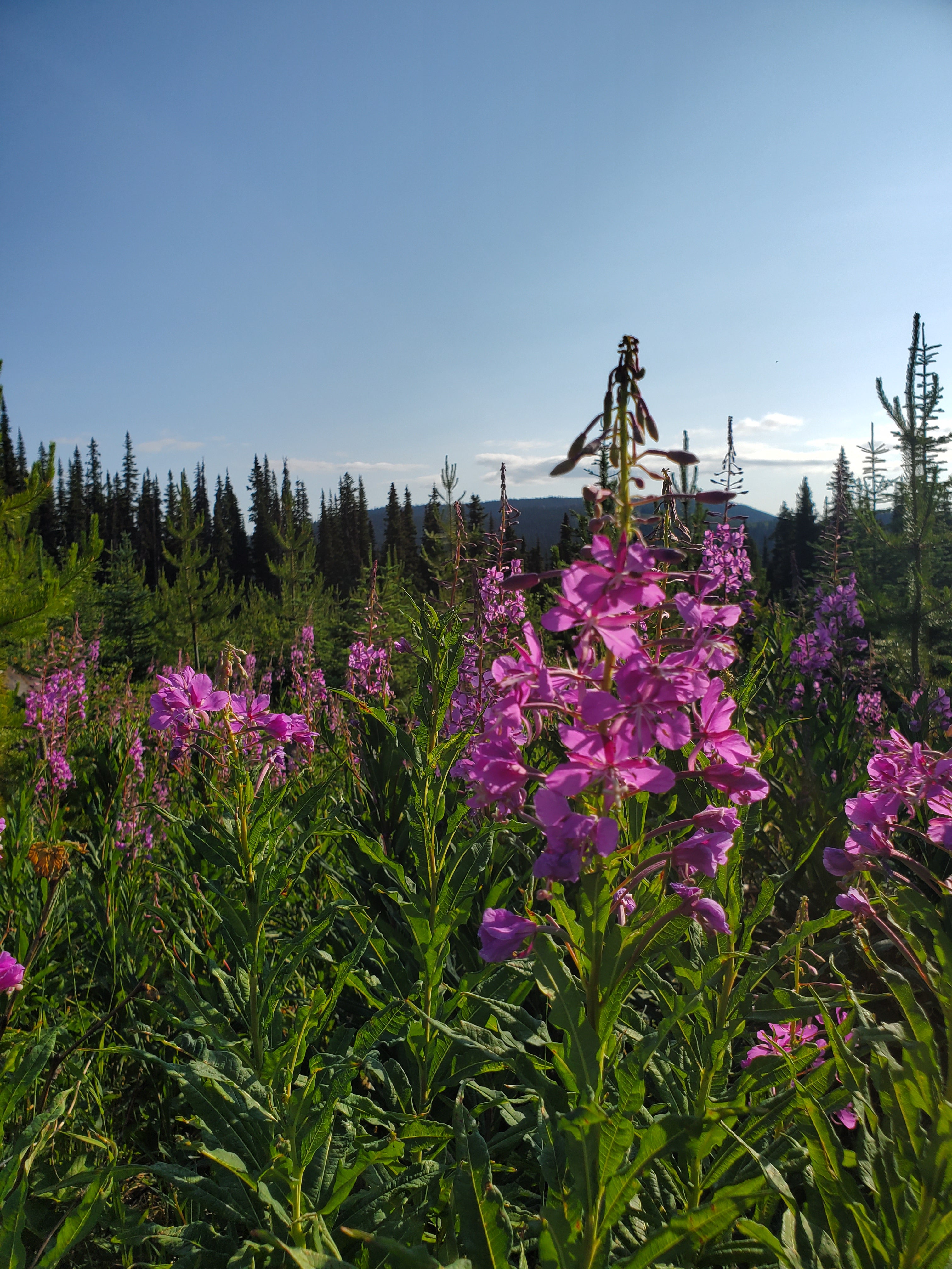 Fireweed flowers with mountains in background