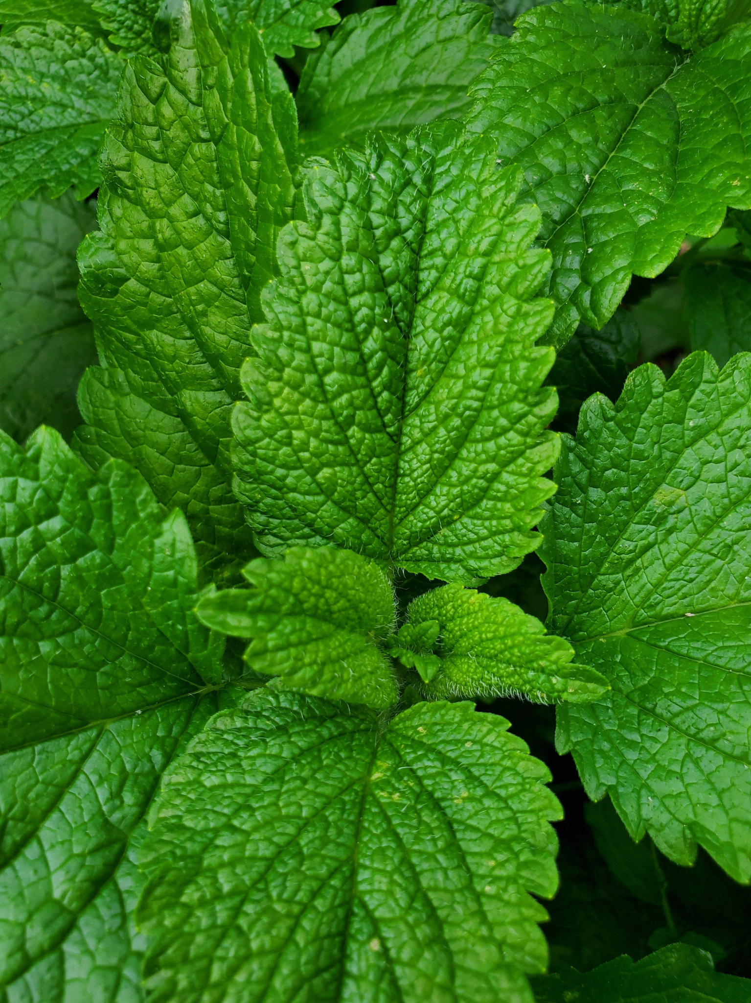 Close-up of green Lemon Balm leaves with detailed texture