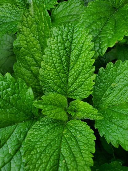 Close-up of green Lemon Balm leaves with detailed texture