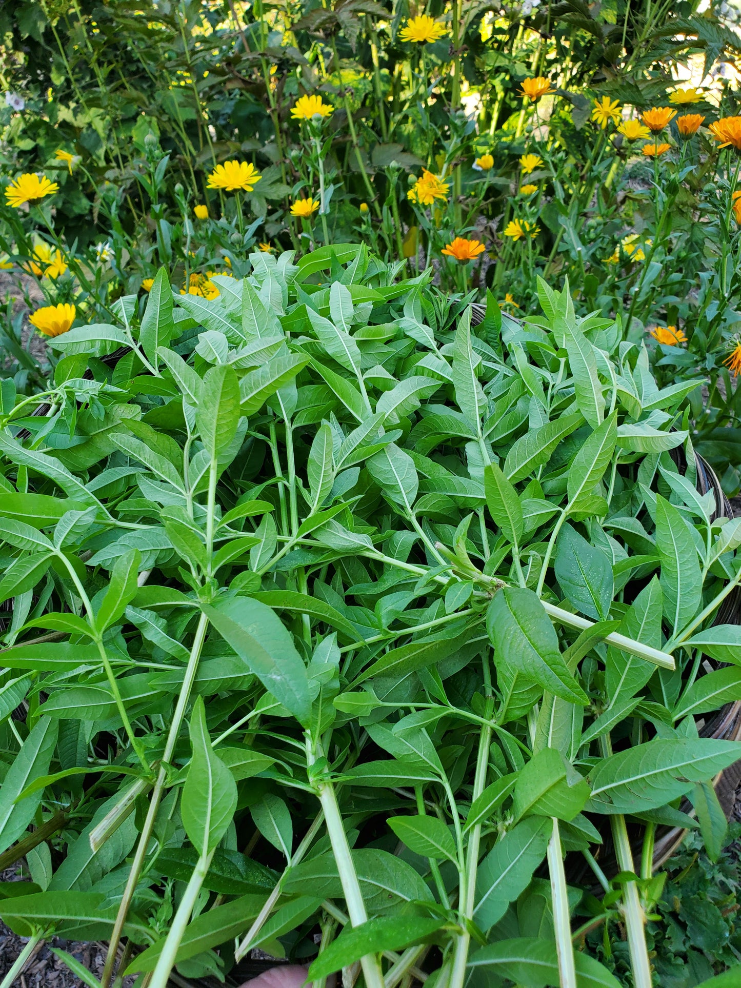 A pile of Lemon Verbena with orange and yellow calendula flowers behind pile