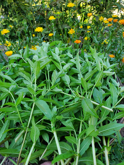 A pile of Lemon Verbena with orange and yellow calendula flowers behind pile
