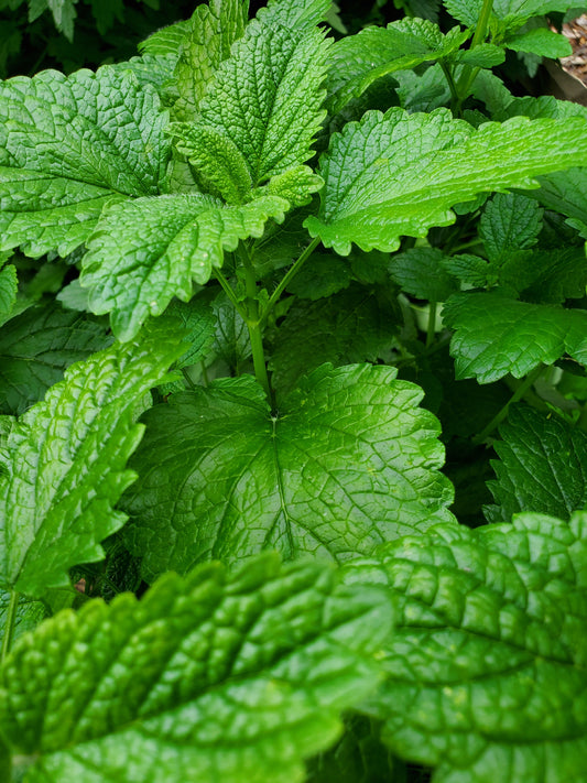 Close-up of green leaves with a blurred background