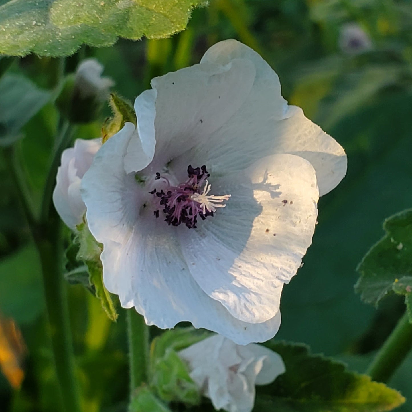 Close-up of a white marshmallow flower with green leaves in the background