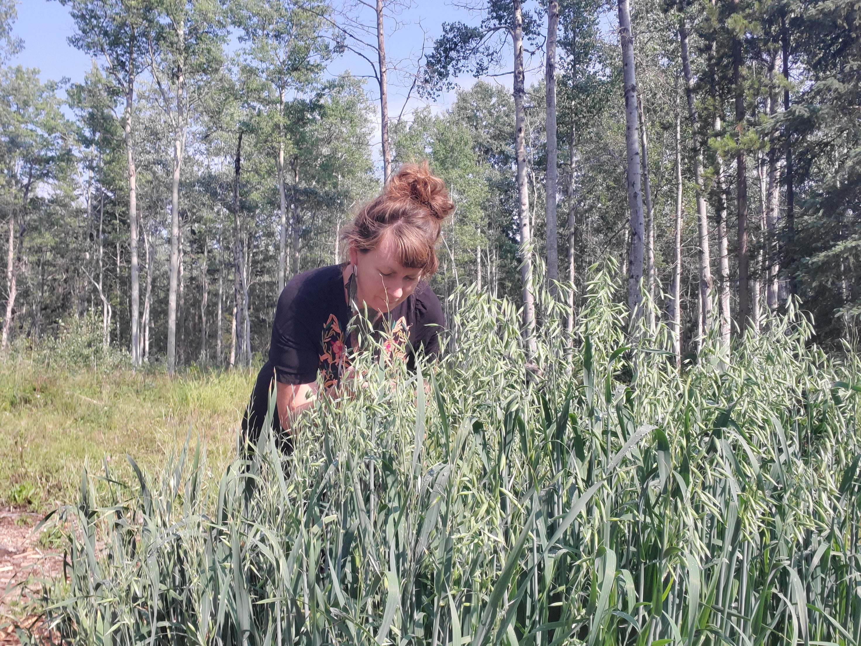 Woman harvested oat tops with aspen trees in background