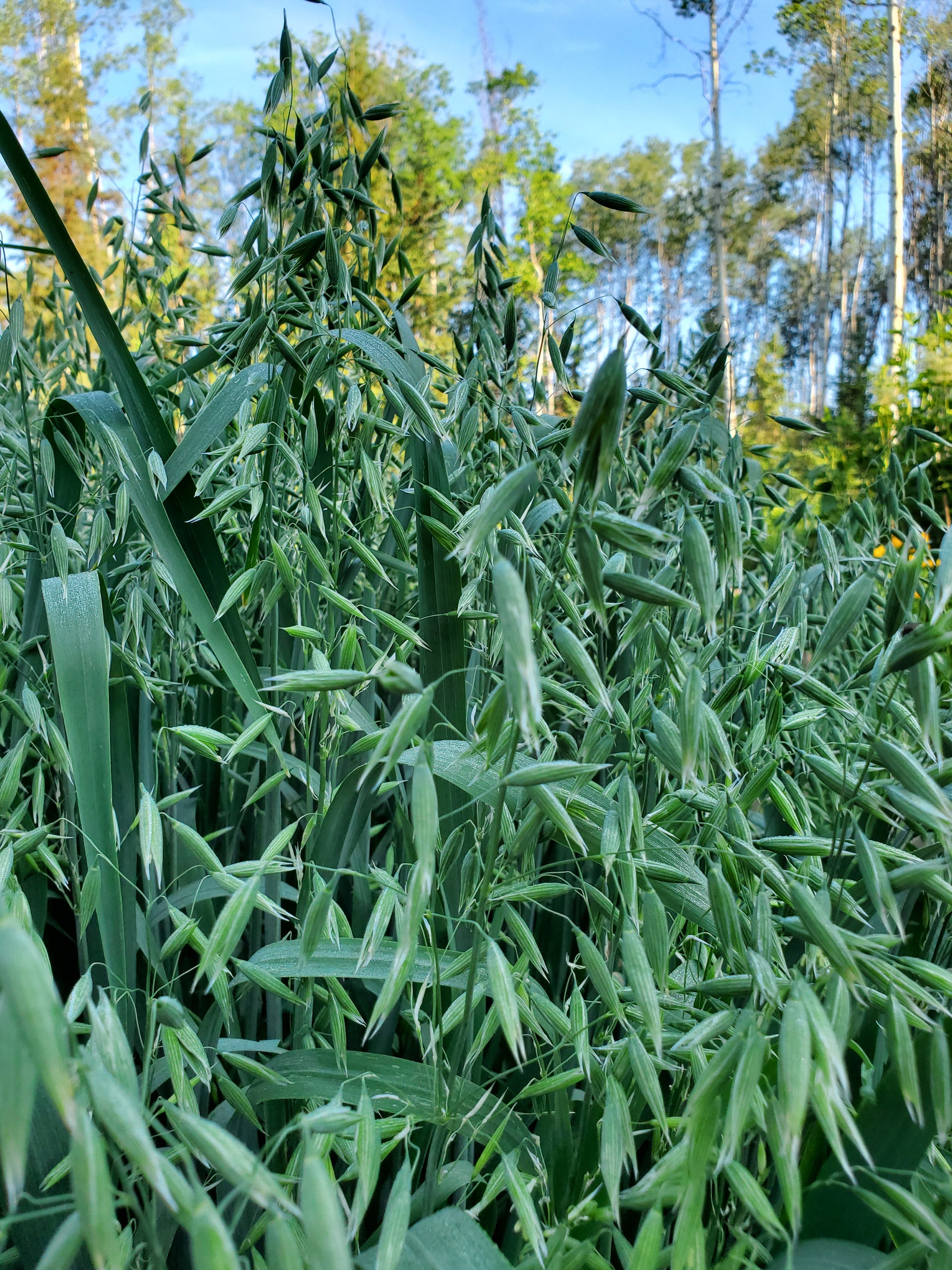 Tall green millky oats swaying in the wind with a clear blue sky in the background
