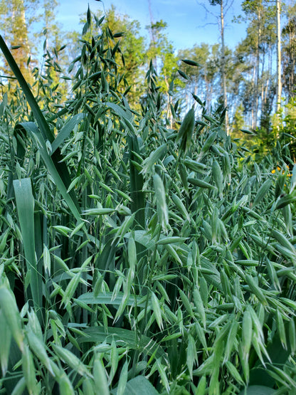 Tall green millky oats swaying in the wind with a clear blue sky in the background