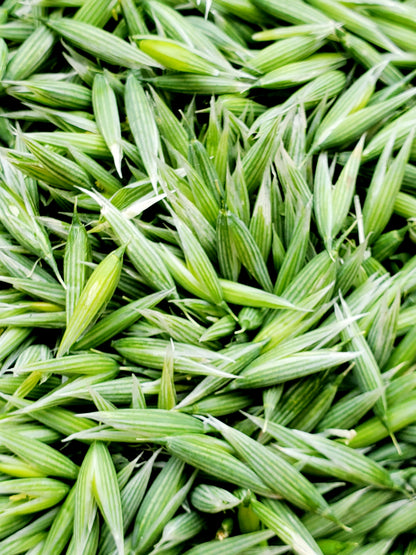 Milky Oat Glycerite
