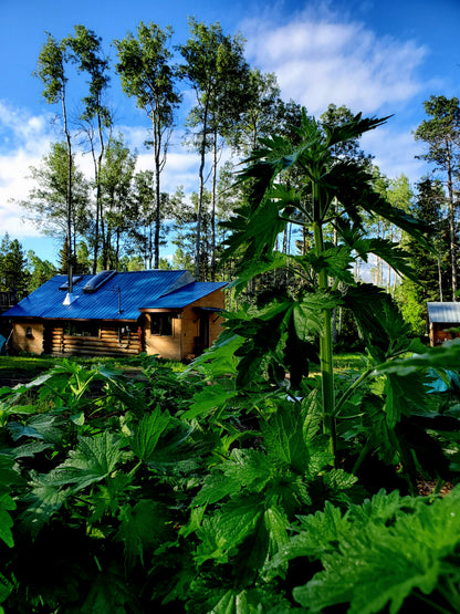 A large motherwort plant with cabin behind and blue sky
