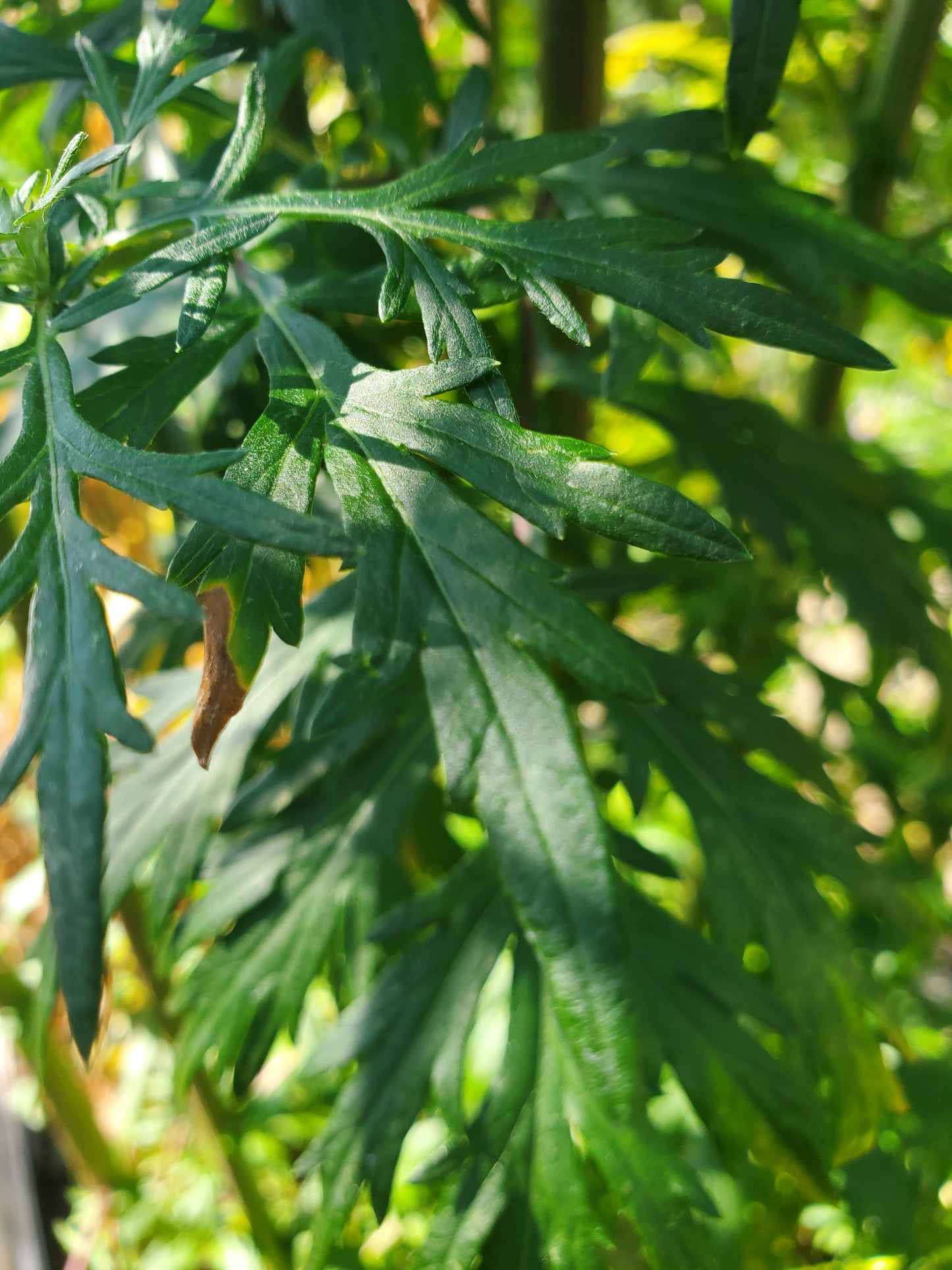 Close-up of green mugwort leaves with a blurred natural background
