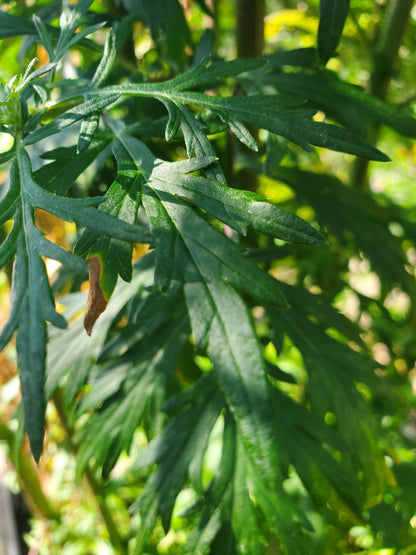 Close-up of green mugwort leaves with a blurred natural background