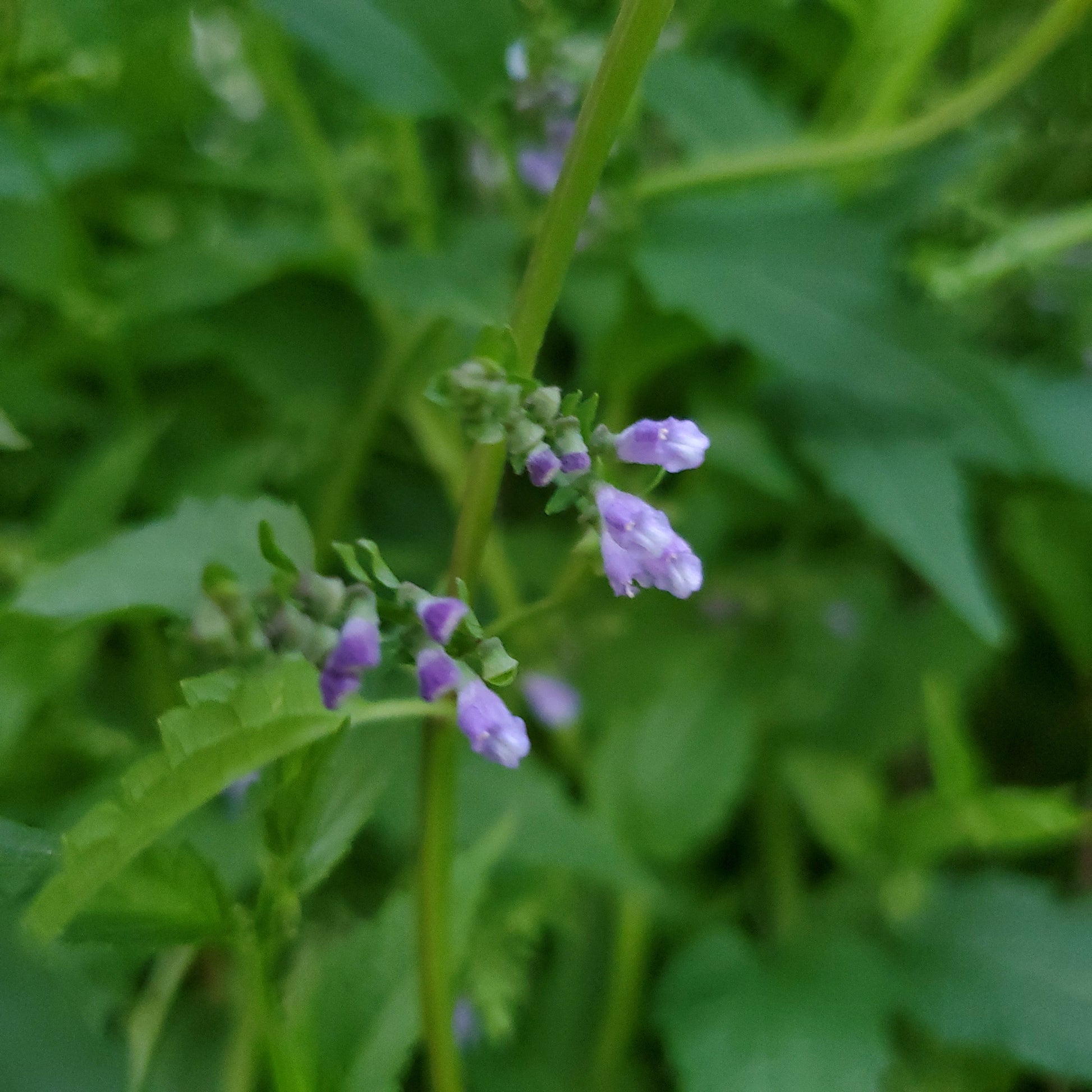 Close-up of small purple skullcap flowers among green leaves