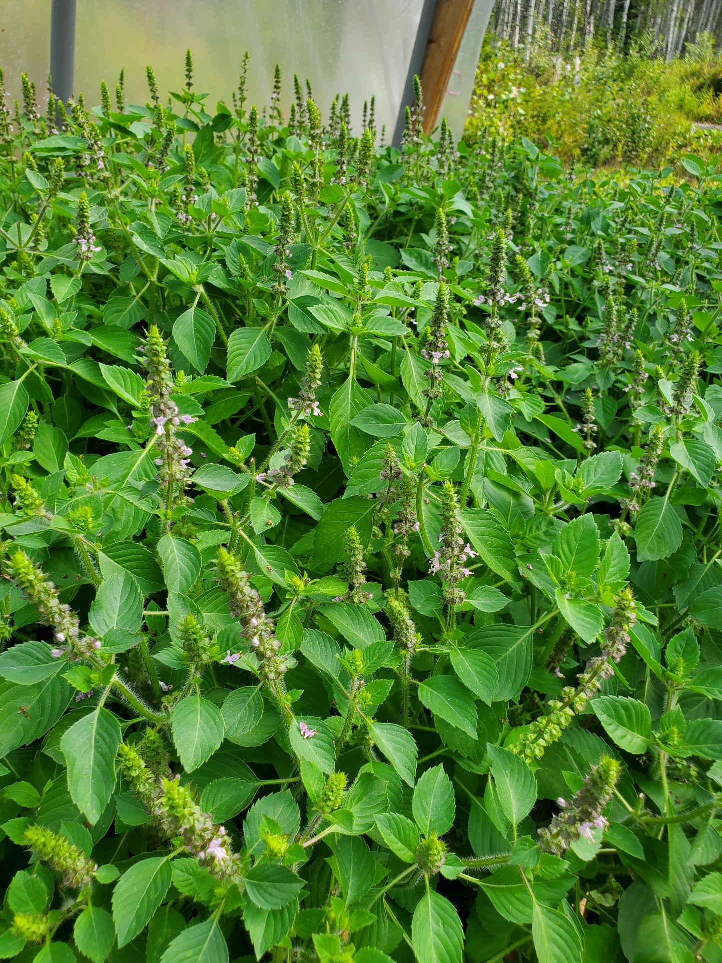 Tulsi basil plants in a greenhouse
