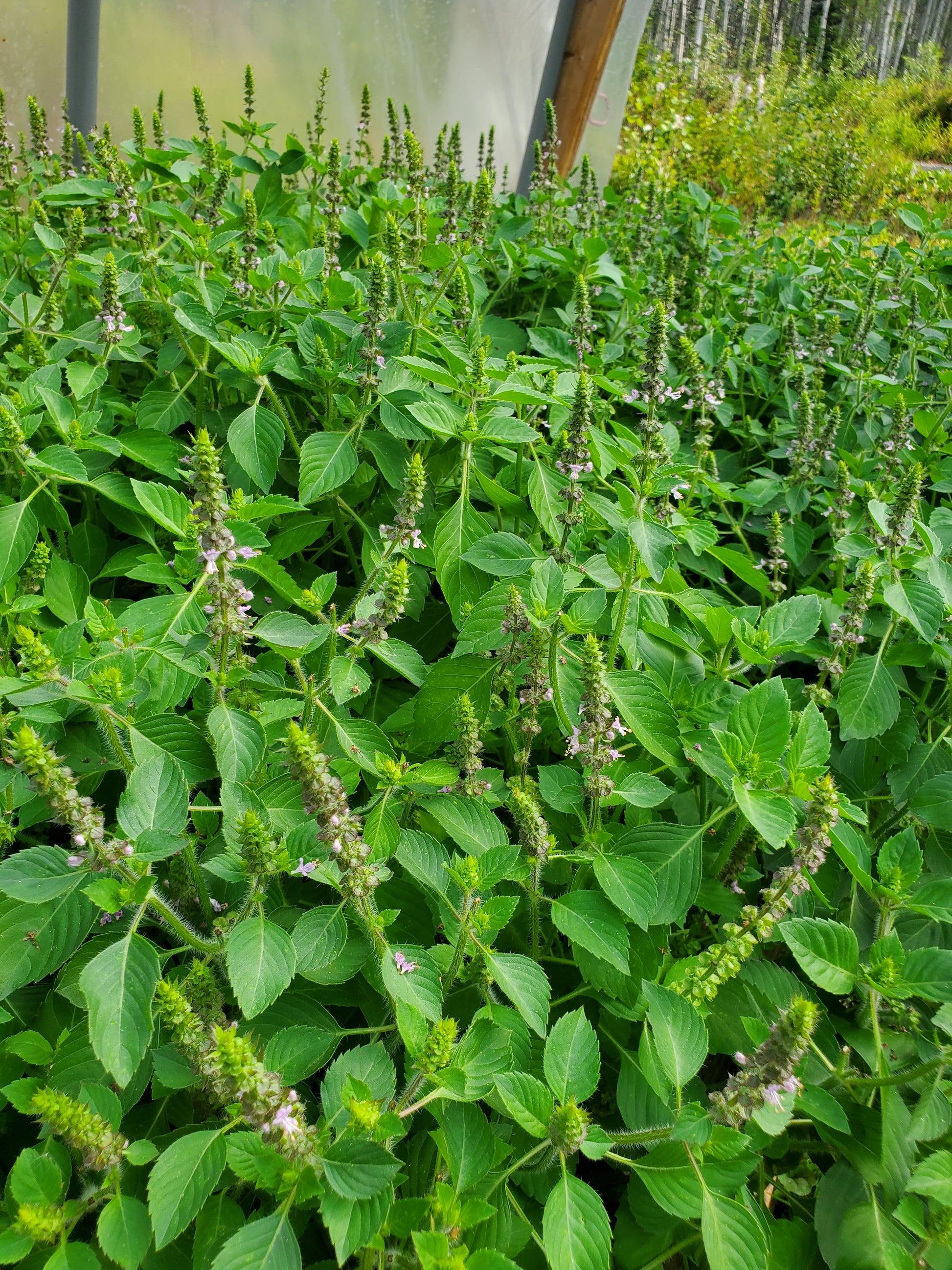 Tulsi basil plants in a greenhouse
