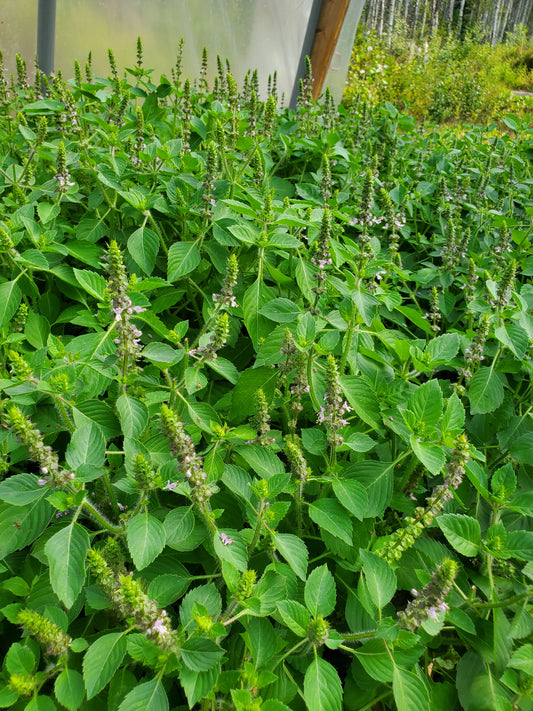 Tulsi basil plants in a greenhouse