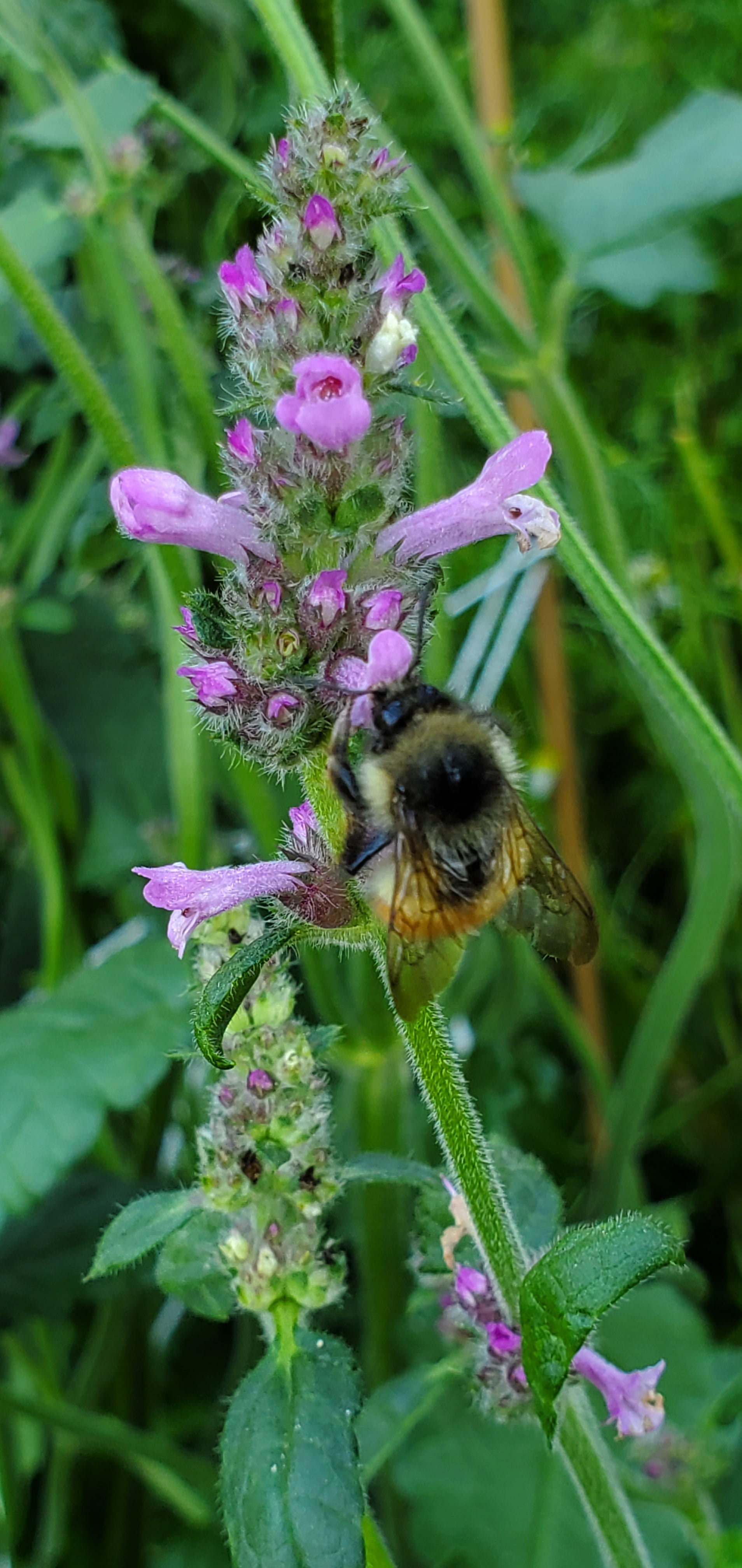 Bumblebee on a pink Wood Betony flower with green leaves in the background