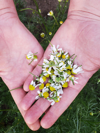 Hand holding a cluster chamomilecflowers with green leaves.