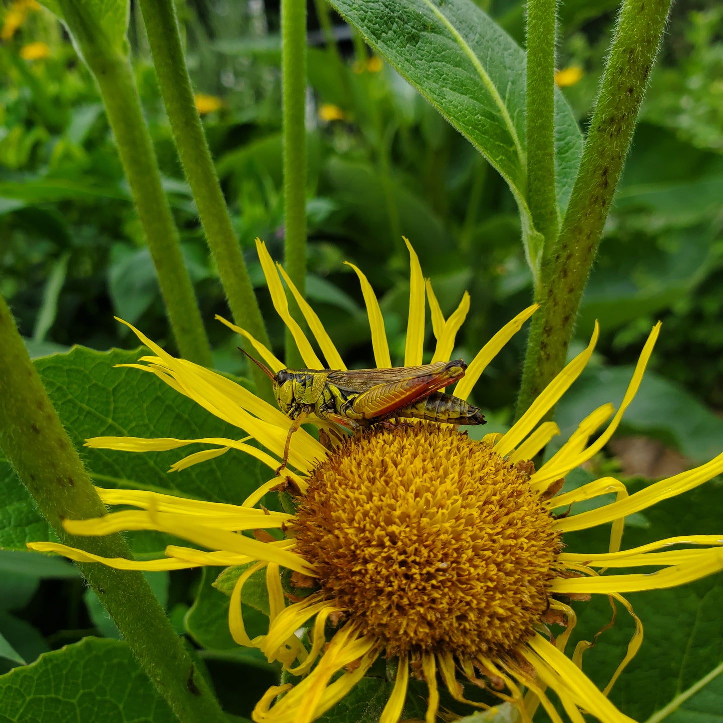Grasshopper on a yellow Elecampane flower with green leaves in the background