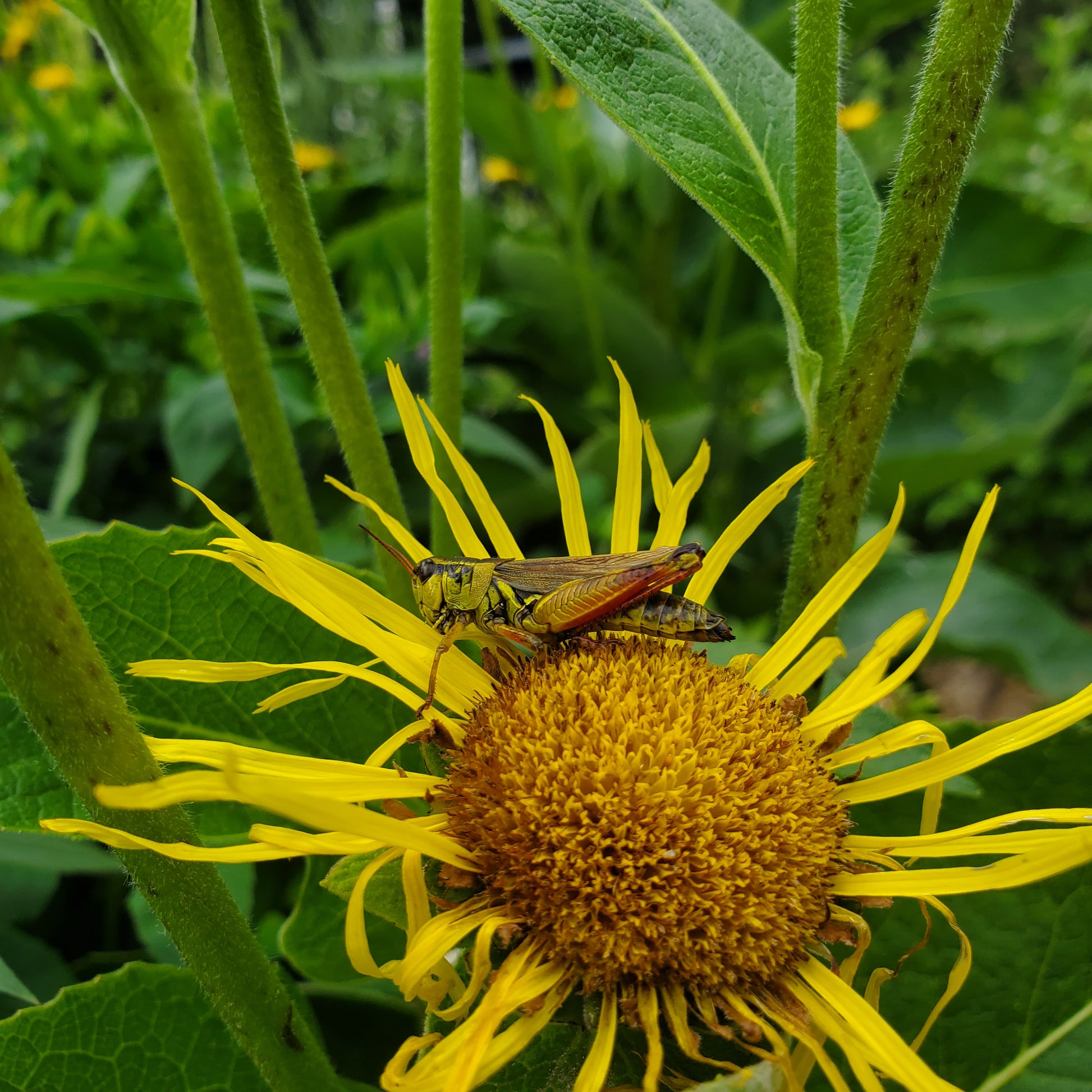 Grasshopper on a yellow Elecampane flower with green leaves in the background