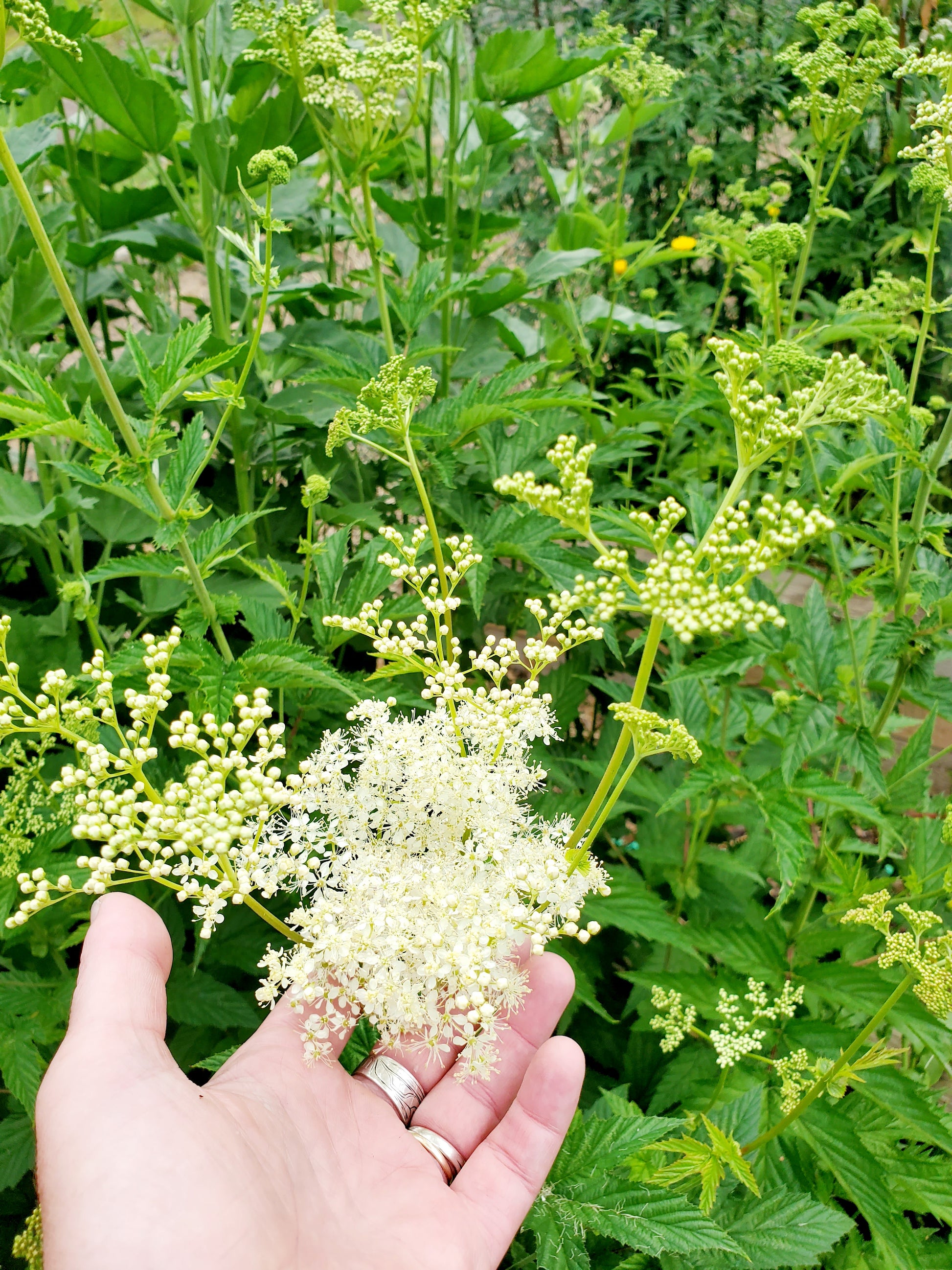Hand holding a cluster of white Meadowsweet flowers amidst green foliage