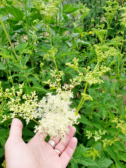 Hand holding a cluster of white Meadowsweet flowers amidst green foliage