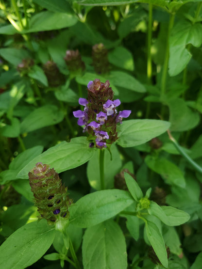 Purple Self Heal flowers with green leaves on a blurred green background