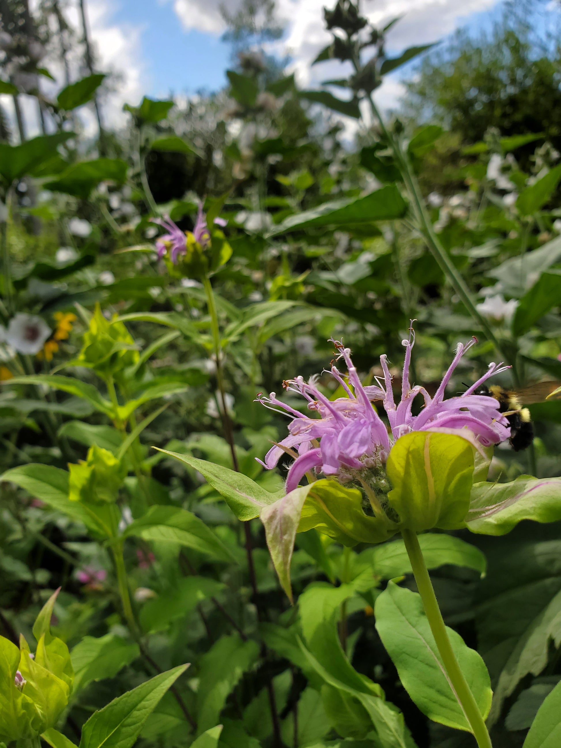 Pink Wold Bergamot flower with green leaves in a natural setting